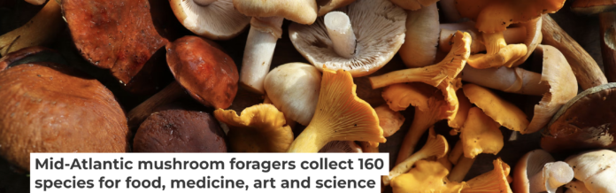 Pennsylvania is home to a diverse range of wild mushrooms, both edible and poisonous. Vaivirga/iStock/Getty Images Plus